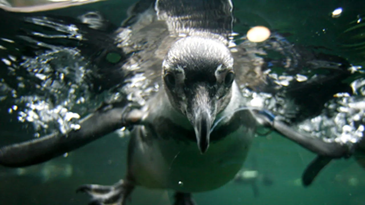 Doi pinguini 