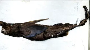Descoperire spectaculoasă în Costa Rica. O nouă specie de rechin-fantomă, identificată în Pacific