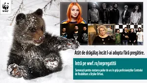 VIDEO Singurul orfelinat pentru puii de urs din Europa, aflat în România, are nevoie de ajutor. Cum îi poţi ajuta