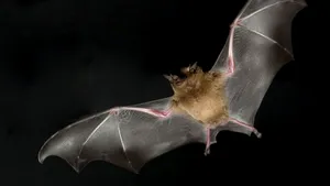 Liliecii vampiri nu îşi simt prada după mirosul sângelui, ci după căldura acestuia