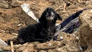 Un câine credincios, nedespărţit de gospodărie chiar şi la 3 ani după moartea stăpânilor