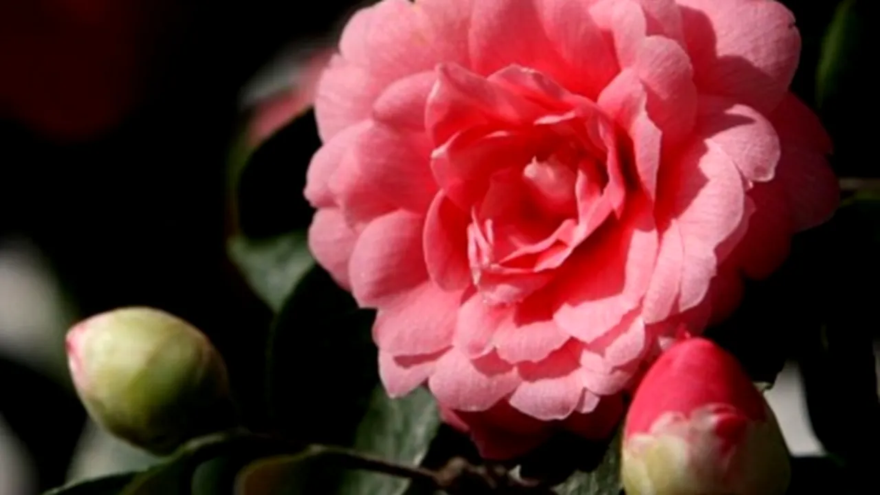 Una dintre cele mai rare camelii roz din lume a înflorit la Grădina Botanică din Londra
