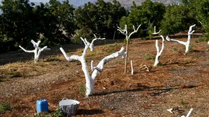 De ce se vopsesc copacii și în ce anotimp este indicat să fie văruiți 