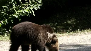 Un pui de urs intrat într-o cabană în căutare de hrană, la Cota 2000 - VIDEO