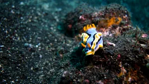 O creatură rară, care trăiește în Marea Mediterană, a fost descoperită în sudul Angliei