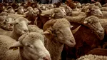 Prima tranșă din cele 1,1 milioane de doze de vaccin pentru oi și capre a fost livrată. Când va fi livrat restul de doze