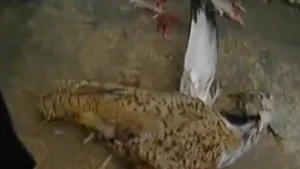 Poliţiştii afgani au împuşcat o pasăre pe care erau montate o antenă şi explozibili - VIDEO