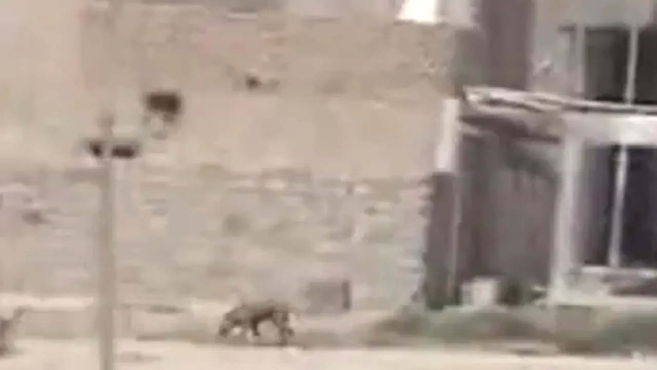 CRUZIME fără margini: Soldaţi care ARUNCĂ ÎN AER un câine pentru a se distra - VIDEO