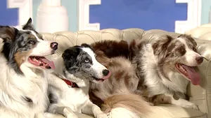 Cei mai talentaţi căţei din România, invitaţi la 