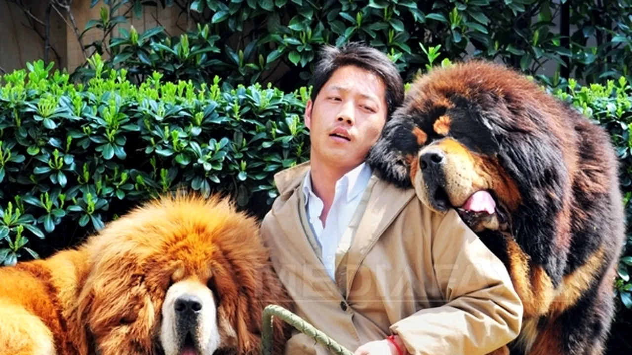 China: Un câine din rasa mastiff tibetan, vândut cu aproape 1,4 milioane de euro