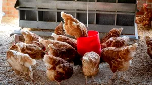 COMENTARIU Lelia Munteanu: Ierarhia ciugulitului