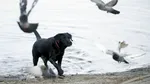 Râuri cu conținut mare de pesticide periculoase și insecticide pentru deparazitarea animalelor. Specialiștii cer reglementări stricte