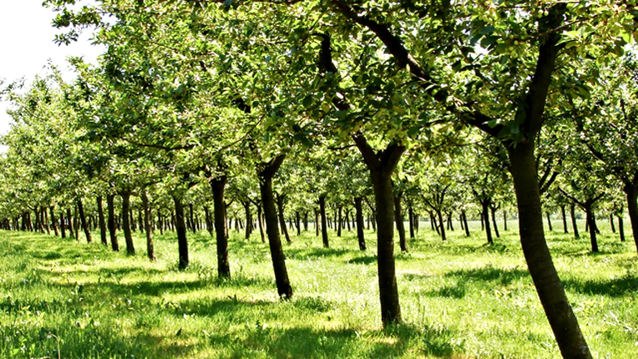 Nucii, afacerea care-ţi poate aduce profit de peste 600.000 de euro. Câţi bani trebuie să investeşti. România poate deveni lider mondial în domeniu