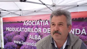 GALERIE FOTO Cultura de lavandă, o afacere profitabilă pentru 22 de familii din Alba 