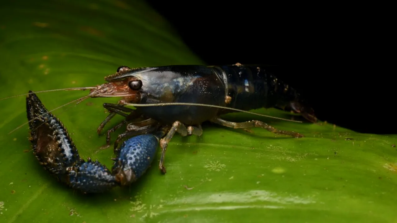 „Racul ucigaș” din America de Nord, descoperit într-un parc din Roma. De ce este o amenințare pentru fauna locală