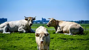 Veste importantă pentru fermierii români: ajutoarele naționale tranzitorii ar putea continua și după 2027