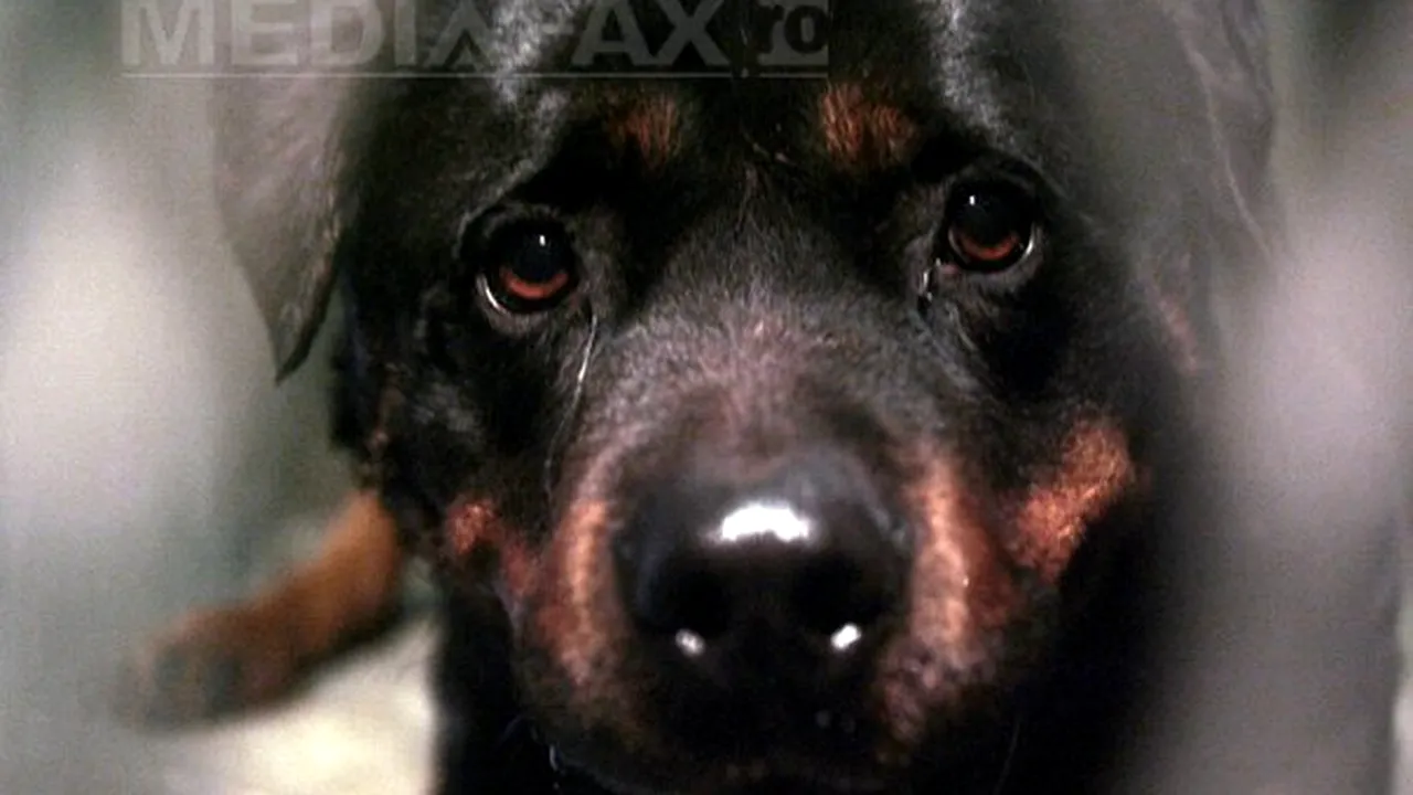 Doi copii au fost muşcaţi de un Rottweiler. Unul dintre ei este în stare gravă la spital