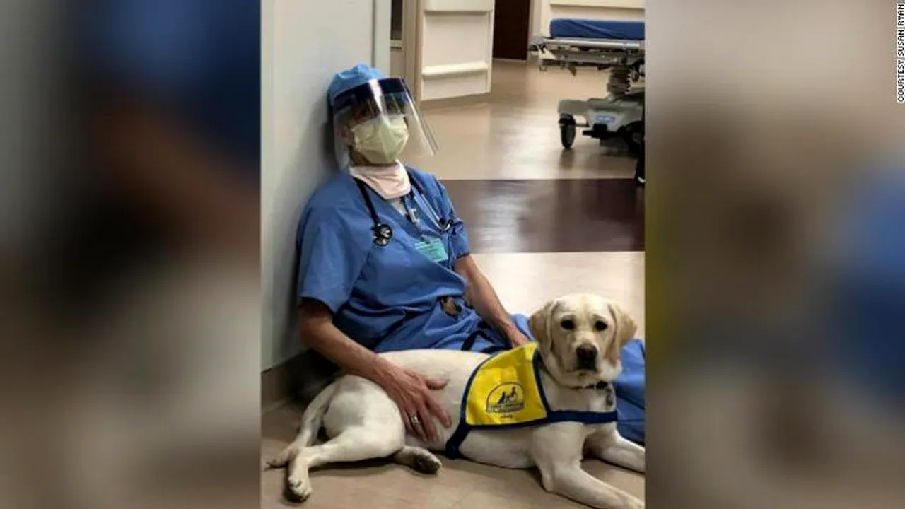 Asistent în lupta cu coronavirusul. Un căţel antrenat îi ajută pe medici să se relaxeze după gărzile epuizante