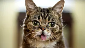 Pisica Lil Bub, o senzaţie a internetului, a murit. Mesajul proprietarilor