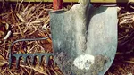 Ce legume pot fi plantate în iunie și recoltate la sfârșitul verii. Recomandările unui expert în grădinărit