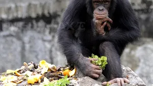 Decizie în SUA: Cimpanzeii nu sunt persoane. Nu pot să pretindă aceleaşi drepturi ca oamenii