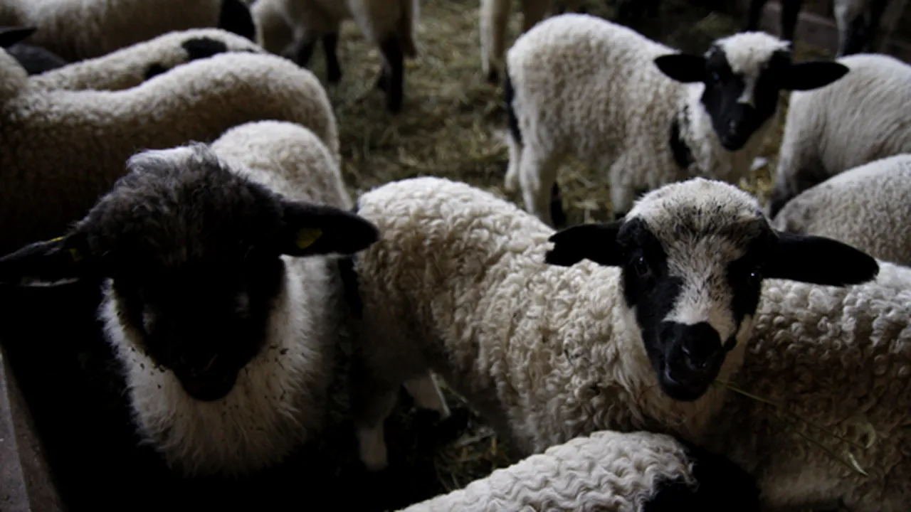 229 de centre de sacrificare a mieilor au fost aprobate sanitar veterinar