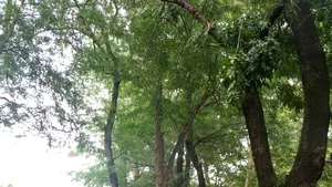 În Parcul Cişmigiu din Capitală, o creangă desprinsă dintr-un copac a rănit şase persoane: două femei şi patru copii - FOTO