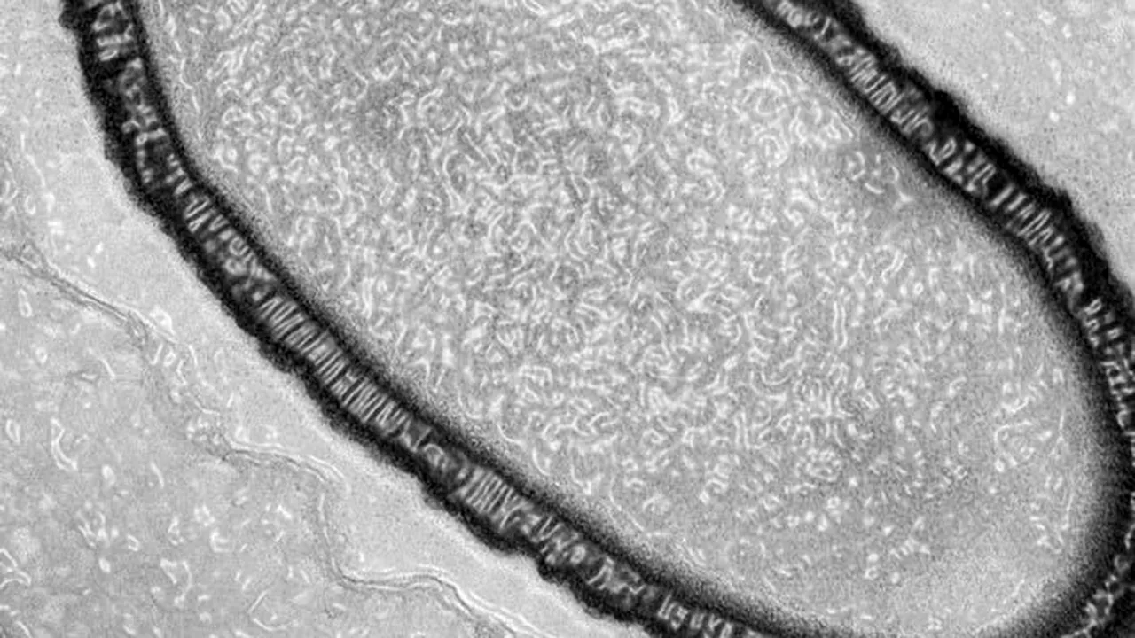 Un virus de 48.500 de ani a fost reînviat din permafrostul siberian