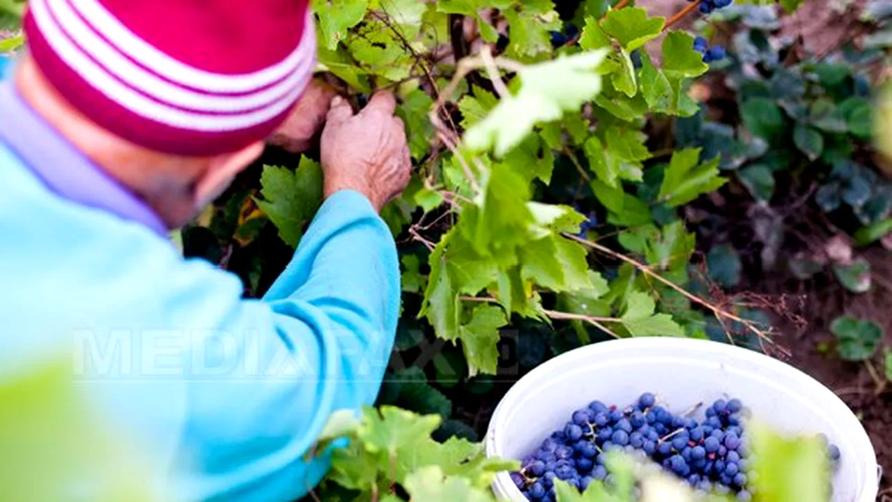 Bloomberg publică un reportaj despre vinăriile Purcari din Moldova. Purcari este singura companie moldovenească listată pe o bursă externă, adică la Bucureşti