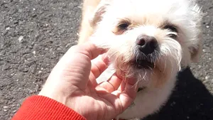 Deţinerea unui animal de companie vine cu beneficii pentru creierul uman