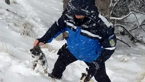 Misiune IMPRESIONANTĂ a jandarmilor, la Rânca: Au salvat şase căţei din zăpadă | FOTO, VIDEO