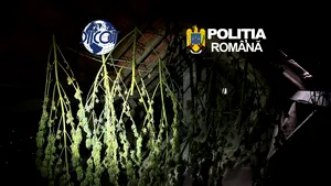 Mică plantație de canabis la un român acasă. Prins, alături de un sirian, cu 1 kilogram de cocaină la Caransebeș