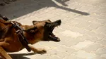 O femeie a fost mușcată de un câine în Murighiol în timp ce se ducea la serviciu