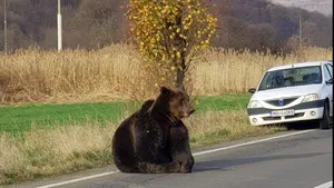 Un alt urs a fost lovit mortal de o maşină, în Mureş. Cum a fost găsit animalul