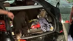 Surpriză la fast-food. Doi câini Amstaff au „confiscat” portbagajul unei maşini din Galați