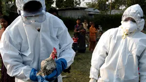 Nou focar de gripă aviară, în estul Indiei