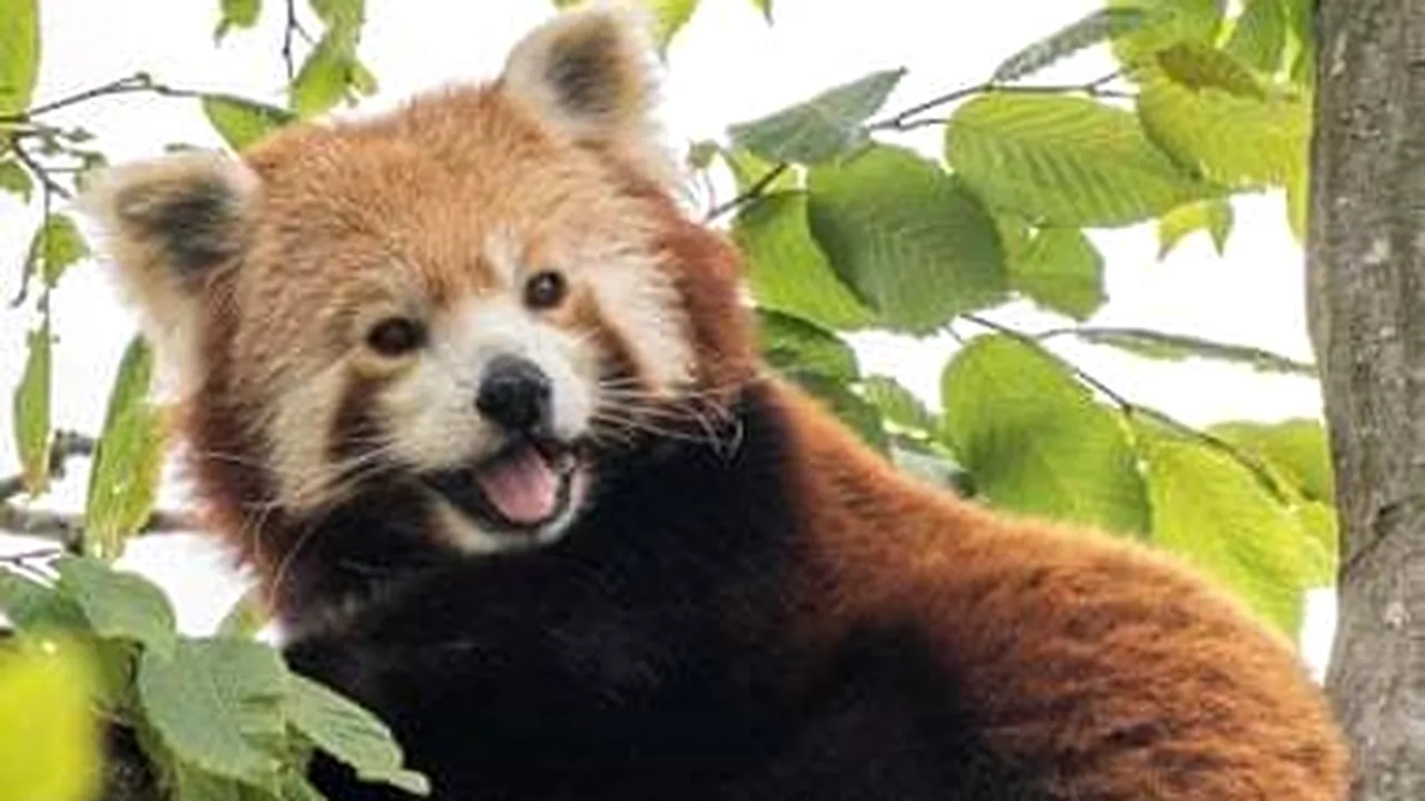 ”Simbol al speranţei” în Marea Britanie. S-a născut un pui de panda roşu, pe cale de dispariţie