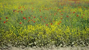 Vaslui: Bebeluş găsit abandonat pe câmp cu un bileţel lângă el