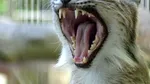 Un parc zoo din Danemarca le cere oamenilor să-și doneze animalele de companie pentru a fi mâncate de prădătorii aflați în captivitate