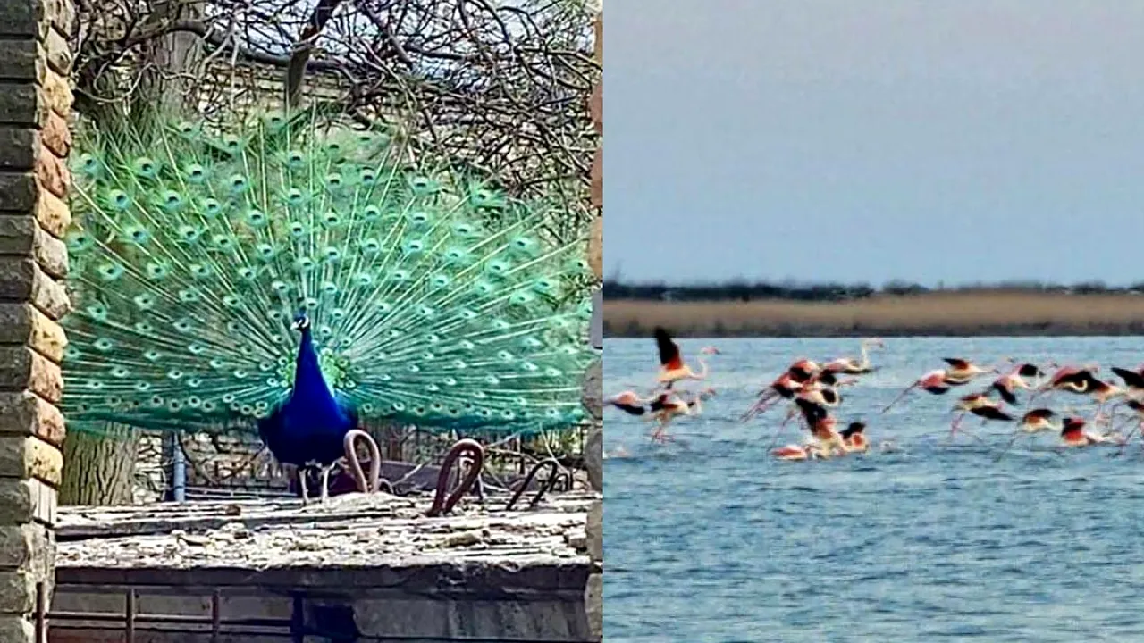 Au fost observaţi păuni la Kiev şi stoluri de flamingo în regiunea Odesa 