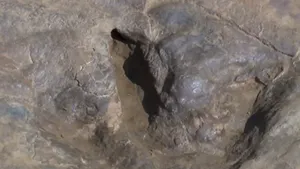 Amprente de dinozaur, vechi de 145 milioane de ani, descoperite de paleontologii germani - VIDEO