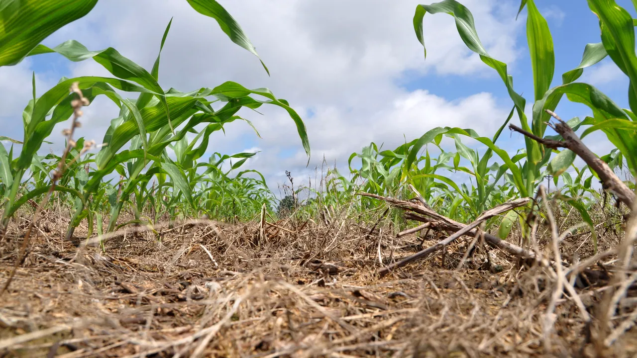 Corteva cultivă viitorul prin soluţii inovatoare pentru recolte durabile