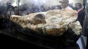 Paleontologii au descoperit craniul unui „monstru marin” vechi de 36 milioane de ani FOTO VIDEO