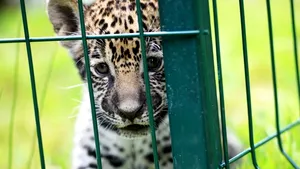 Pui de jaguar născut în captivitate la Grădina Zoologică din Sibiu. Cel mai bun prieten al lui este un maidanez - GALERIE FOTO