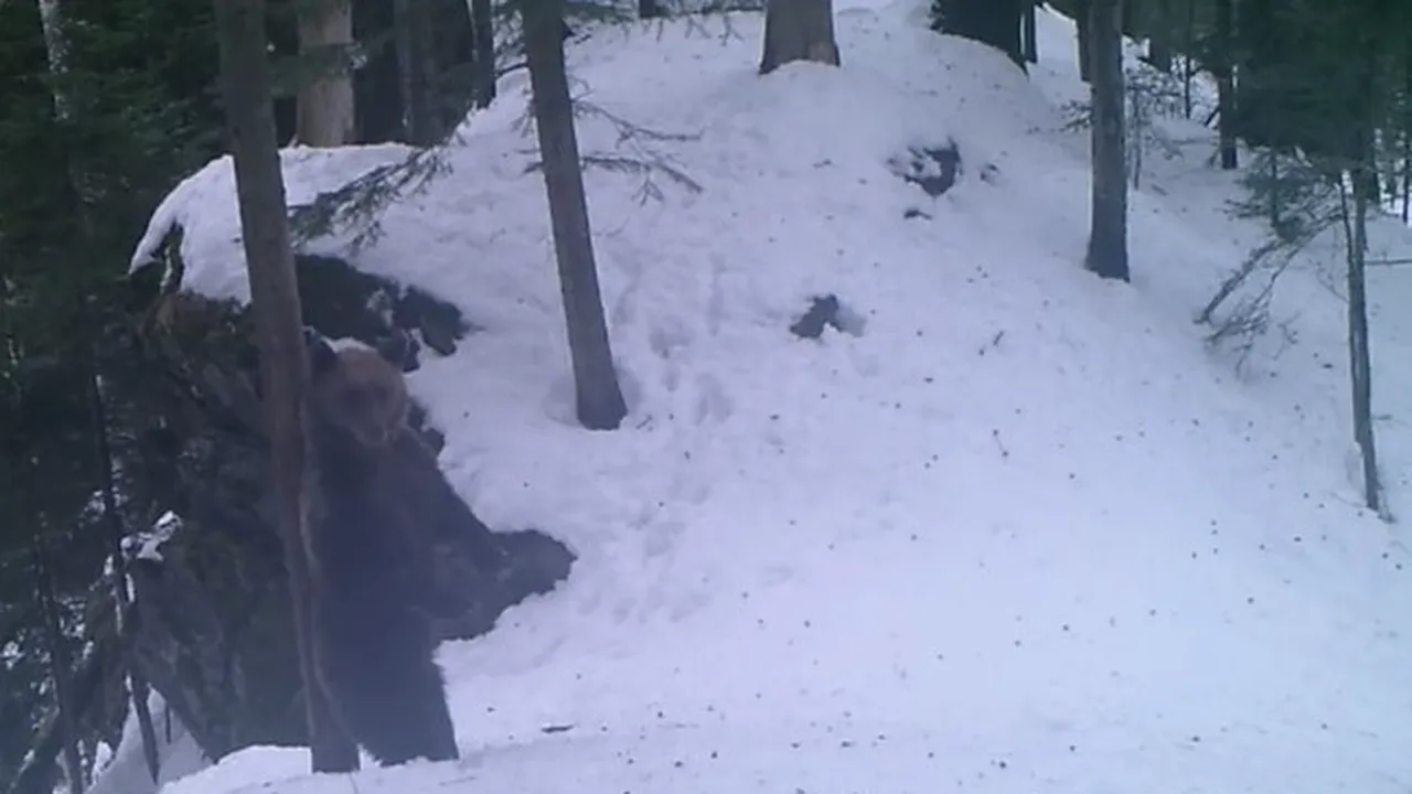 Imagini amuzante cu un urs care se scarpină de un arbore, surprinse într-o pădure din Caraş-Severin | VIDEO
