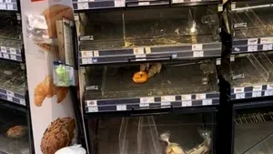 Şobolani într-un Mega Image din Sectorul 1. Consilier PNL: Până unde acceptăm să ne ducă în mizerie?