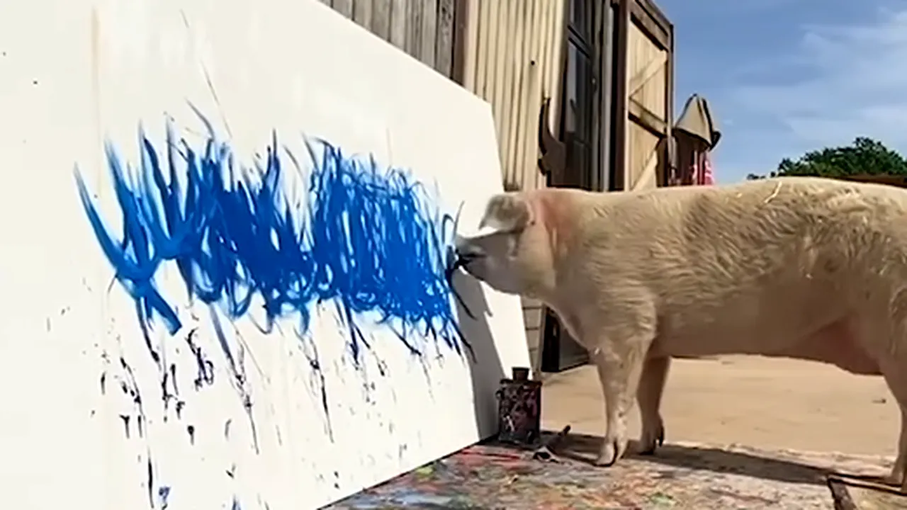 VIDEO Pigcasso, porcuşorul talentat care pictează. Cea mai recentă operă a sa a fost vândută cu 20.000 de lire sterline