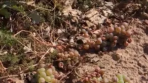 Viticultorii din Prahova câștigă procesul cu Ministerul Agriculturii: ordinul care a oprit sistemul antigrindină a fost anulat