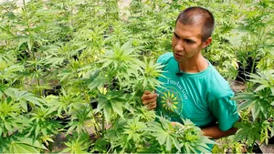 A fost inaugurată cea mai mare plantaţie de canabis din America Latină. Se vor cultiva 1,5 tone de MARIJUANA în trei luni - FOTO