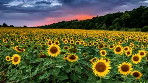 Floarea-soarelui rezistentă la secetă, obţinută într-un proiect cu cercetători clujeni